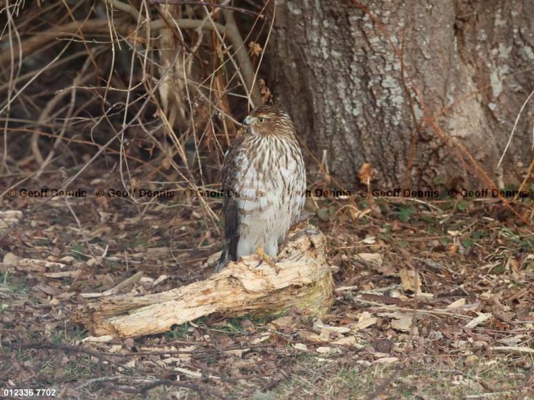 COHA-AY_Coopers-Hawk