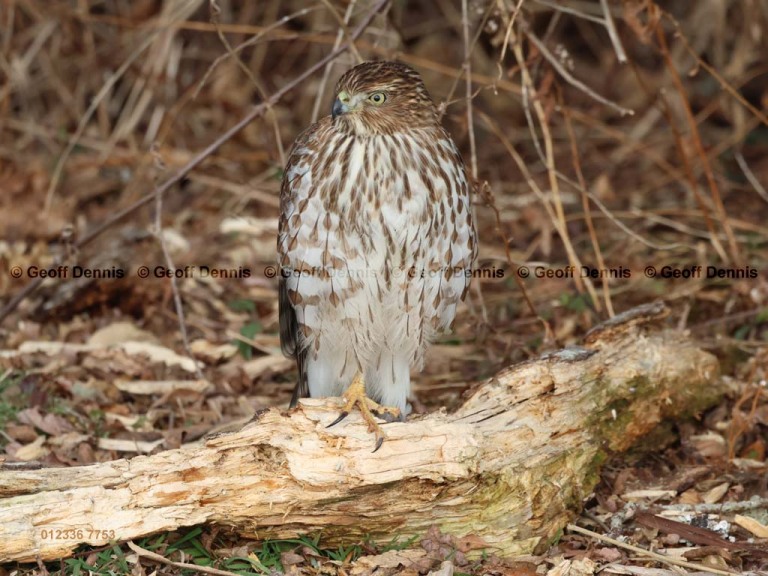 COHA-AZ_Coopers-Hawk
