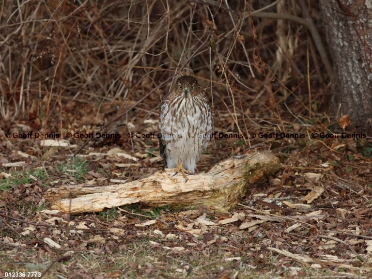 COHA-BA_Coopers-Hawk