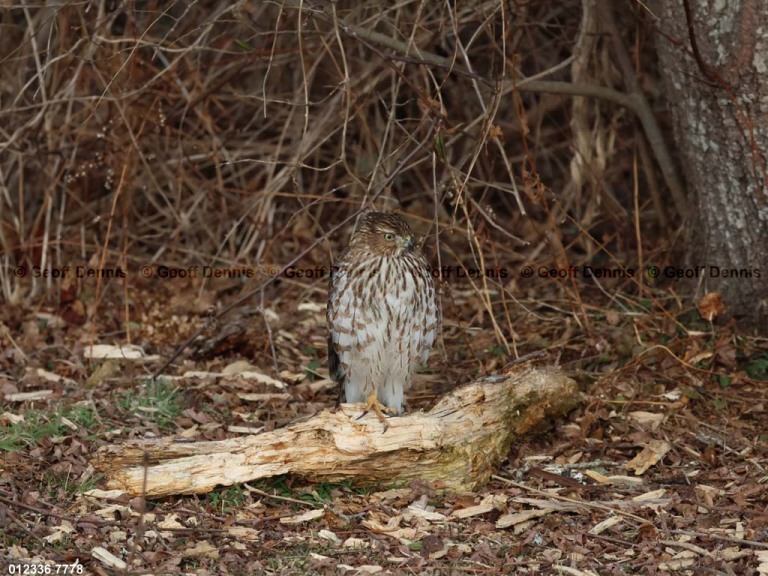 COHA-BB_Coopers-Hawk