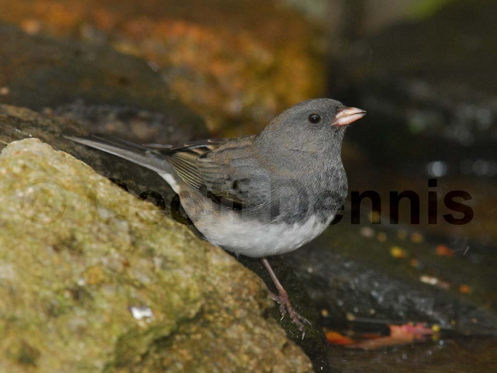 DEJU-AA_Dark-eyed-Junco