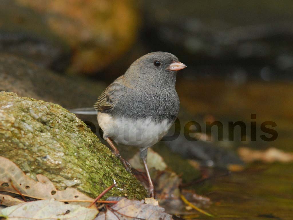 DEJU-AB_Dark-eyed-Junco
