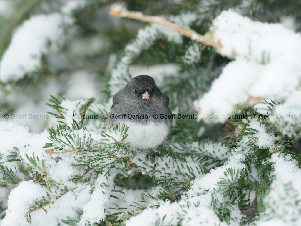 DEJU-AC_Dark-eyed-Junco