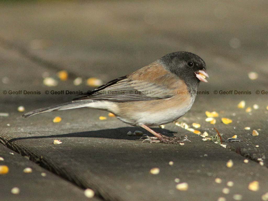 DEJU-AD_Dark-eyed-Junco
