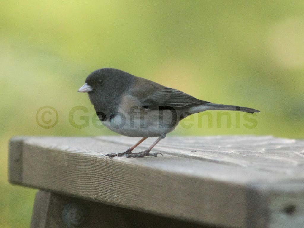 DEJU-AE_Dark-eyed-Junco