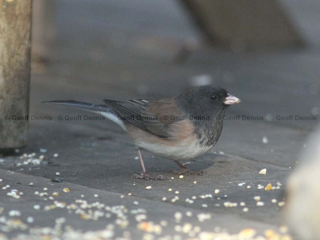 DEJU-AF_Dark-eyed-Junco