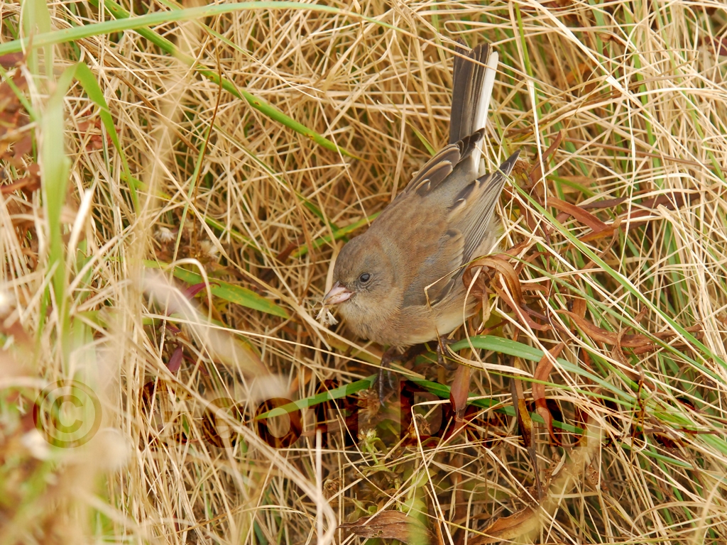 DEJU-AG_Dark-eyed-Junco
