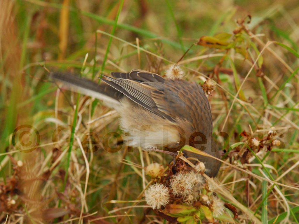 DEJU-AH_Dark-eyed-Junco