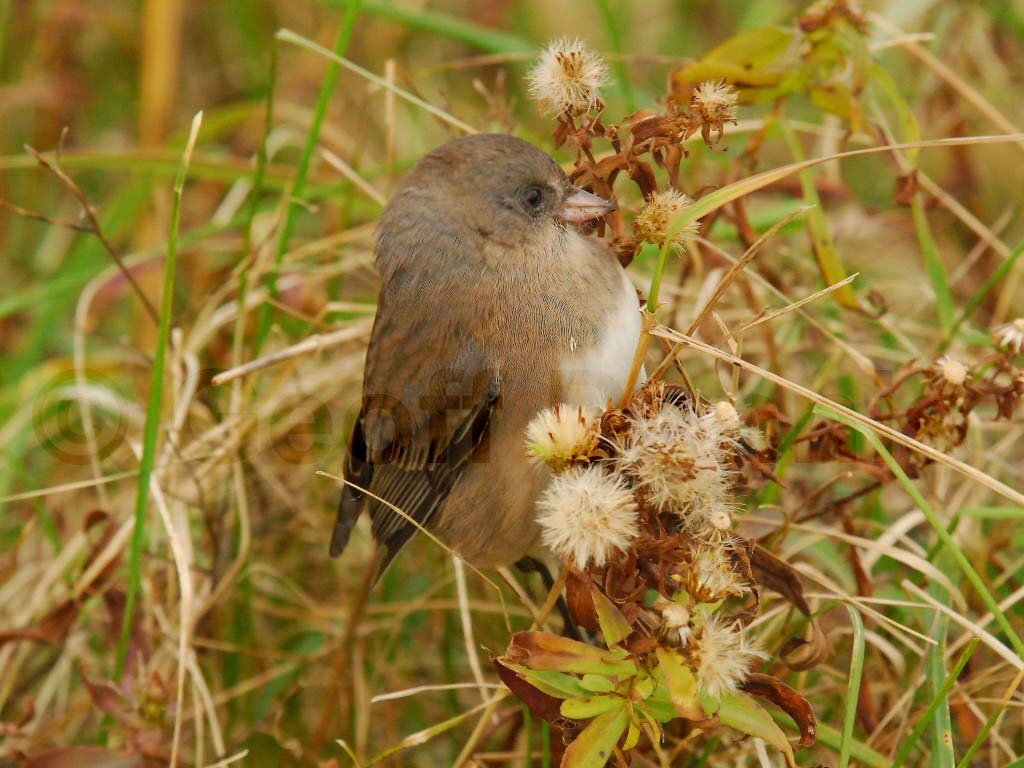 DEJU-AI_Dark-eyed-Junco