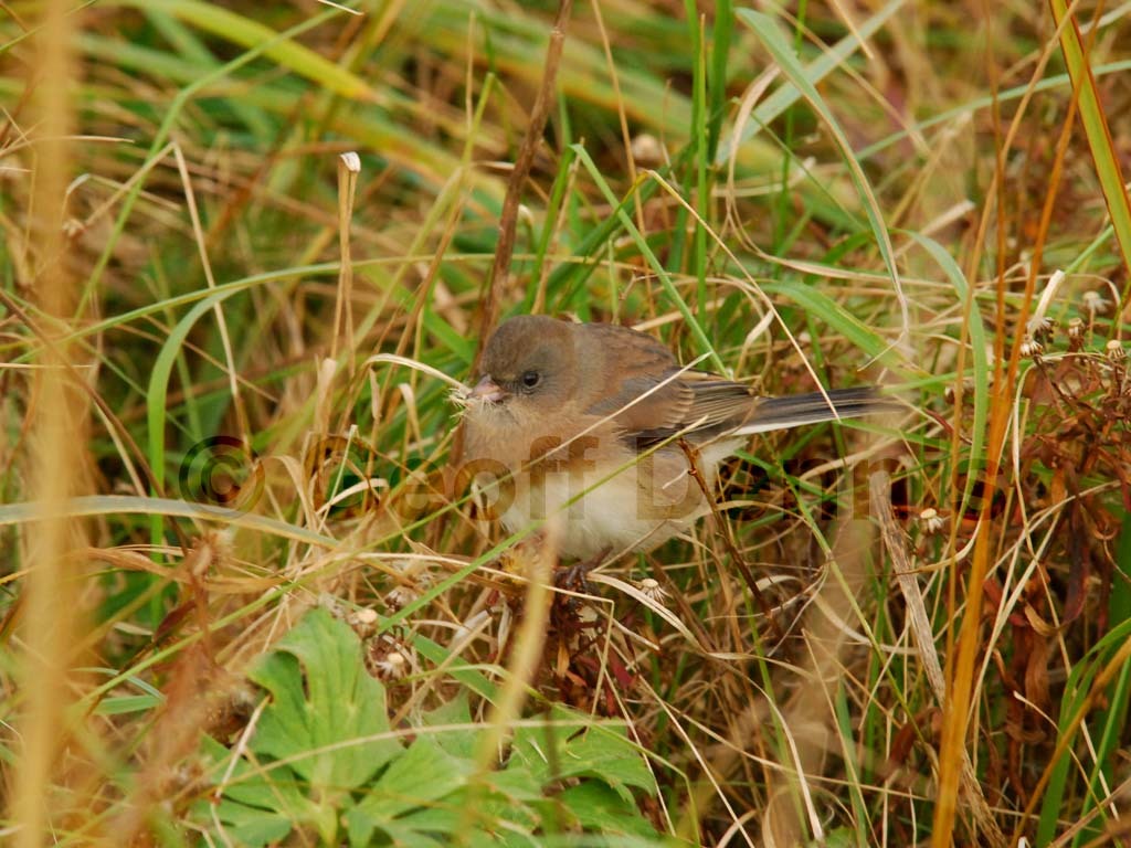 DEJU-AJ_Dark-eyed-Junco