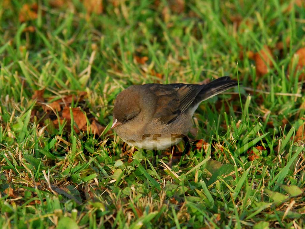 DEJU-AK_Dark-eyed-Junco