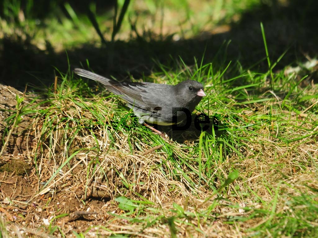 DEJU-AL_Dark-eyed-Junco