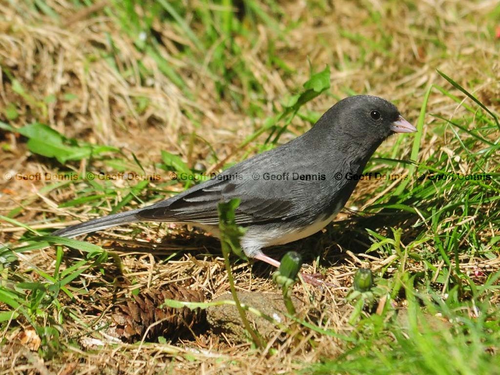 DEJU-AM_Dark-eyed-Junco