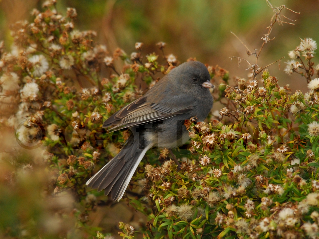 DEJU-AN_Dark-eyed-Junco