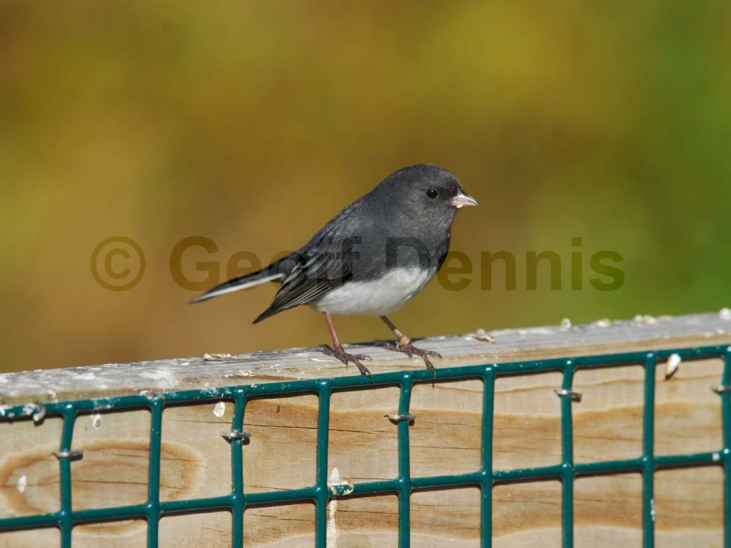 DEJU-AO_Dark-eyed-Junco