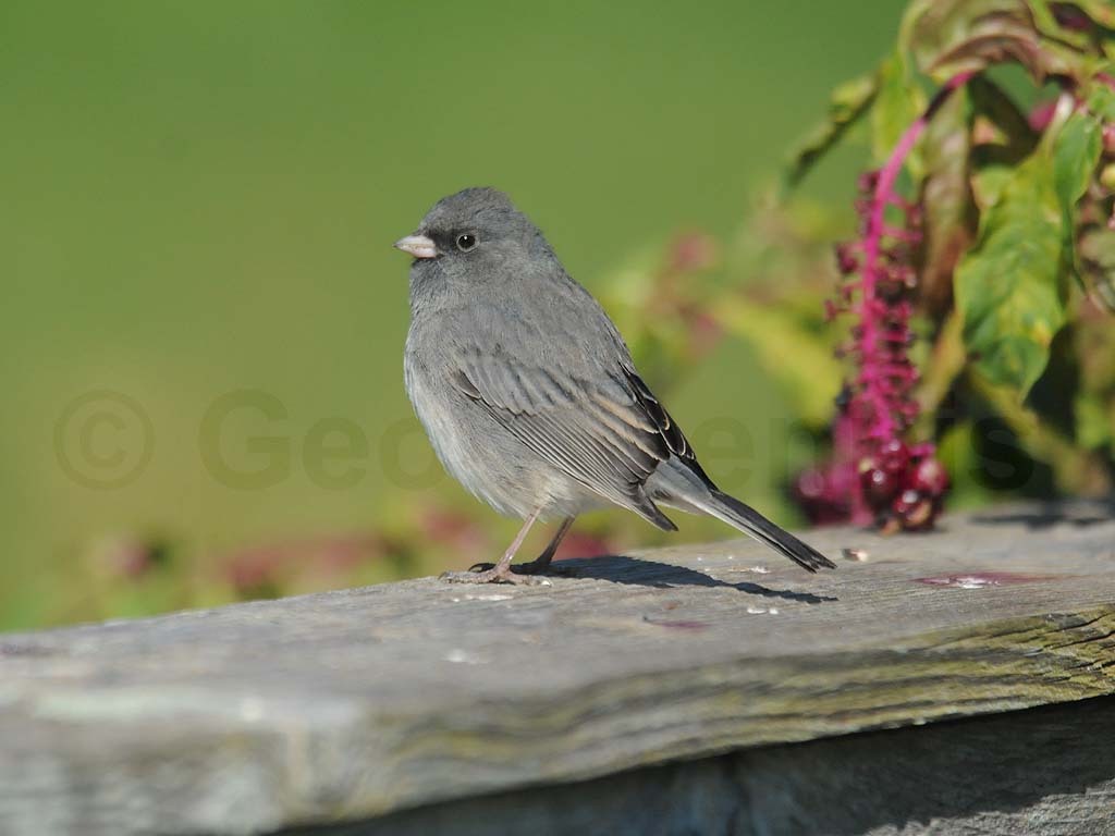DEJU-AP_Dark-eyed-Junco