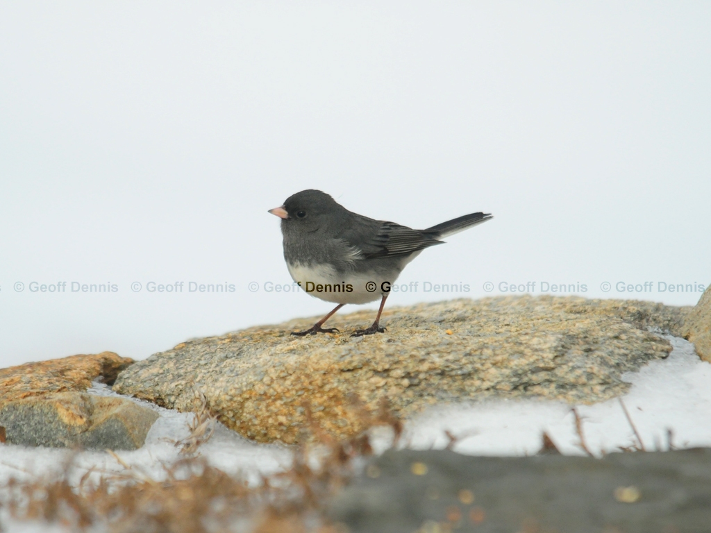 DEJU-AQ_Dark-eyed-Junco