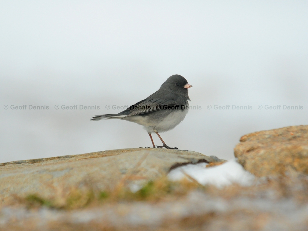 DEJU-AR_Dark-eyed-Junco