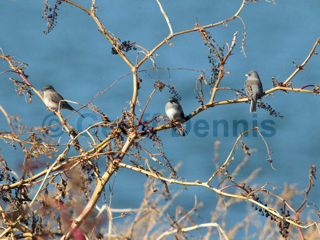 DEJU-AS_Dark-eyed-Junco