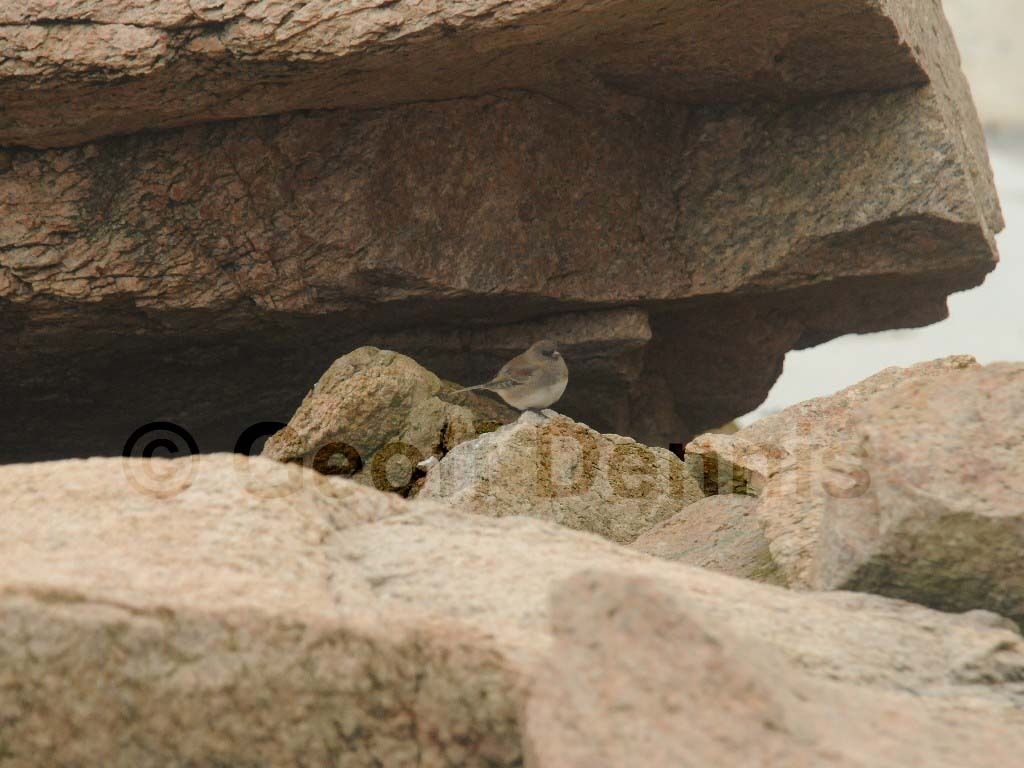 DEJU-AT_Dark-eyed-Junco