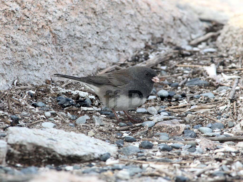 DEJU-AU_Dark-eyed-Junco