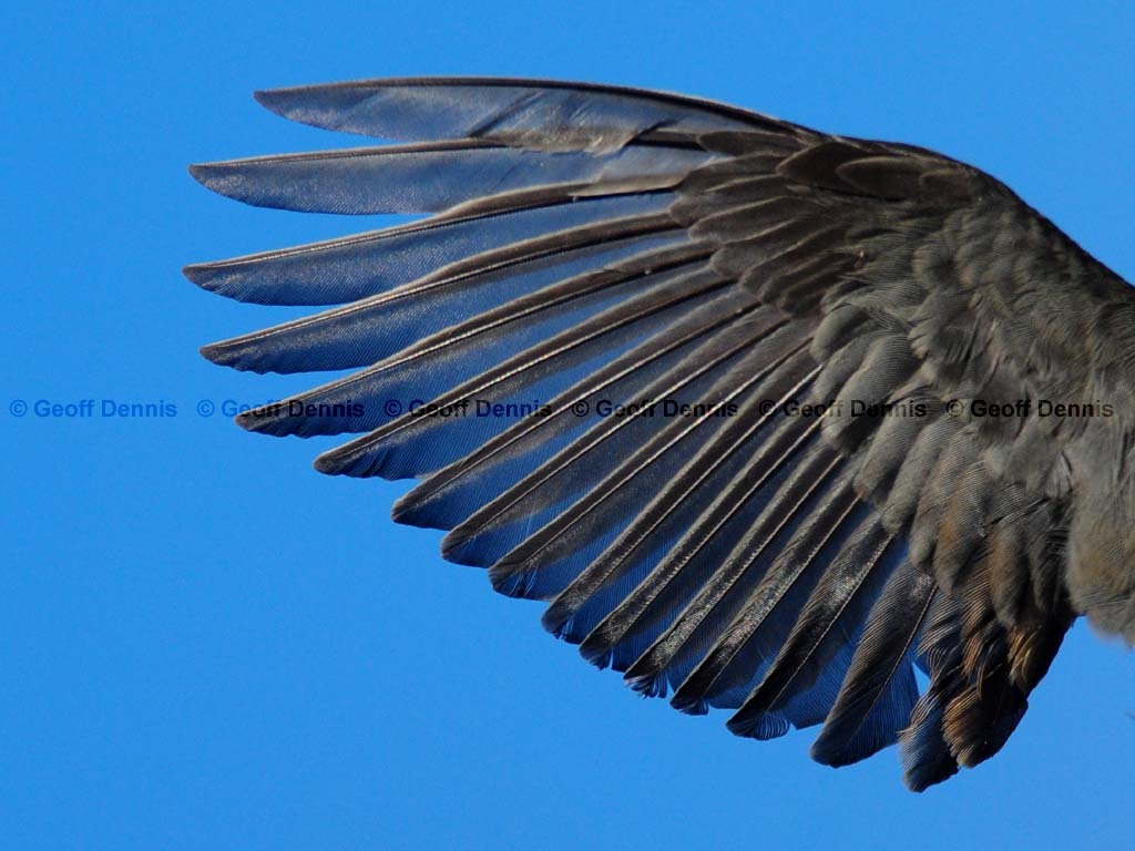DEJU-AV_Dark-eyed-Junco