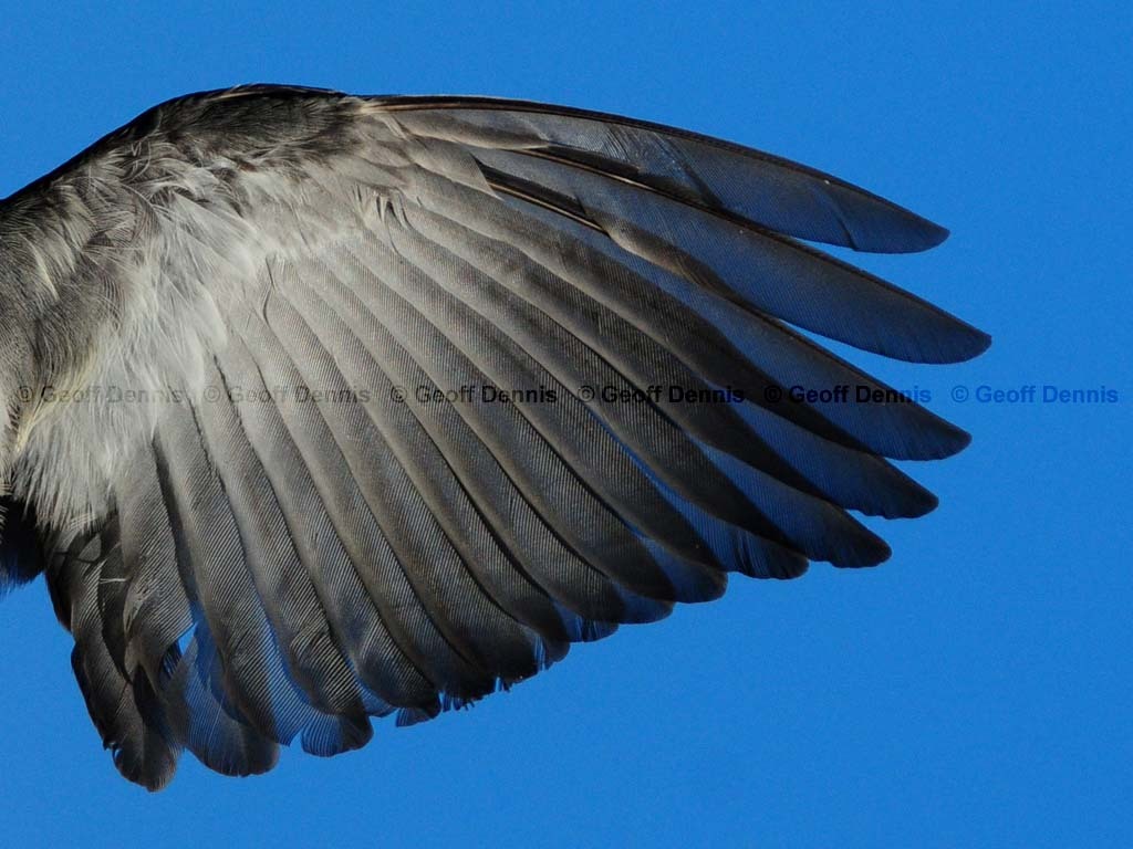 DEJU-AW_Dark-eyed-Junco