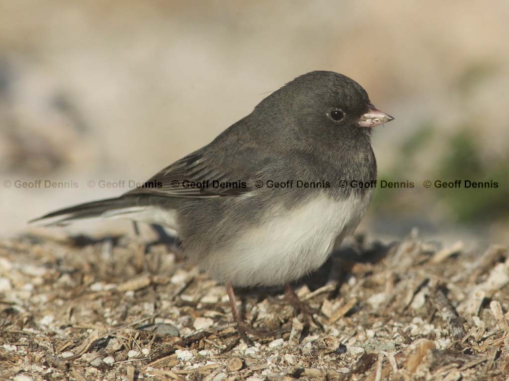 DEJU-AX_Dark-eyed-Junco