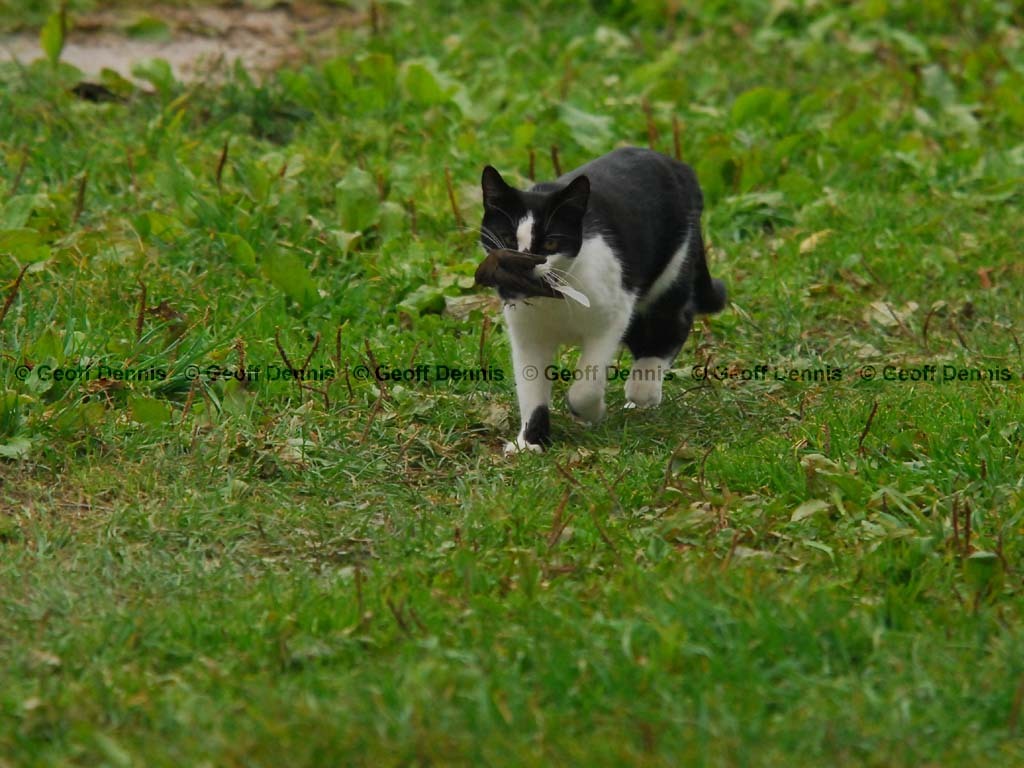 DEJU-AY_Dark-eyed-Junco