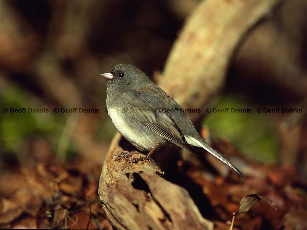 DEJU-AZ_Dark-eyed-Junco