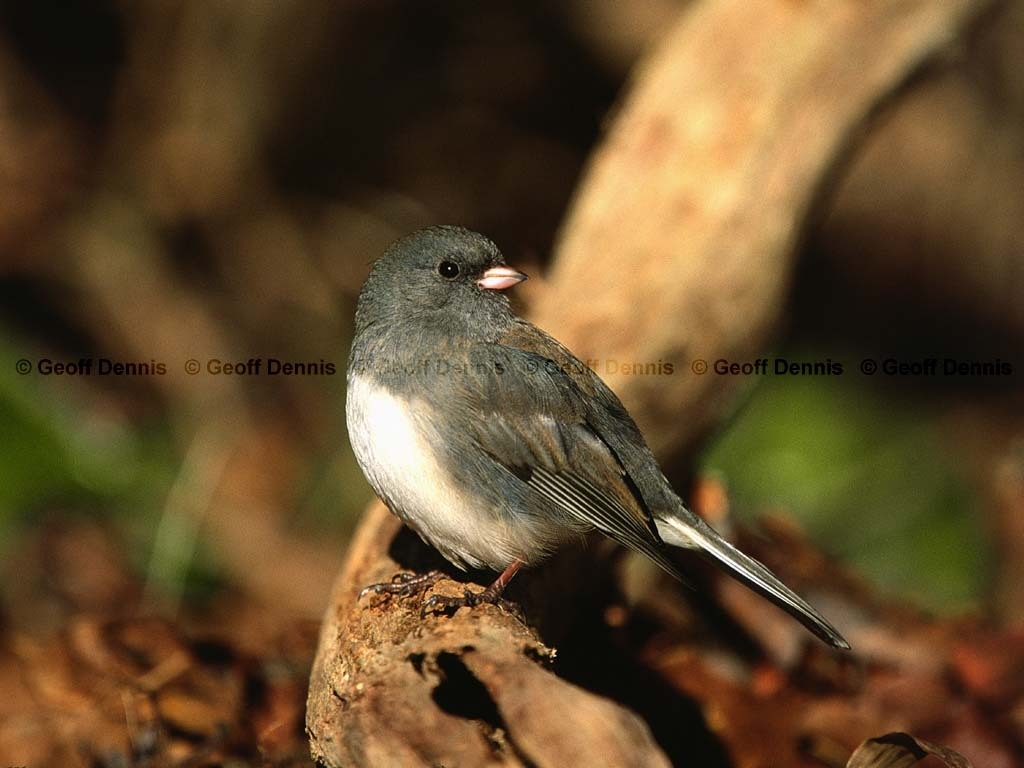 DEJU-BA_Dark-eyed-Junco