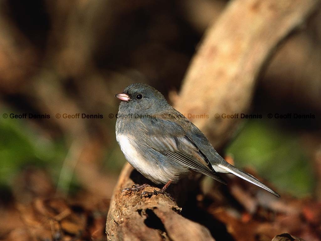 DEJU-BB_Dark-eyed-Junco