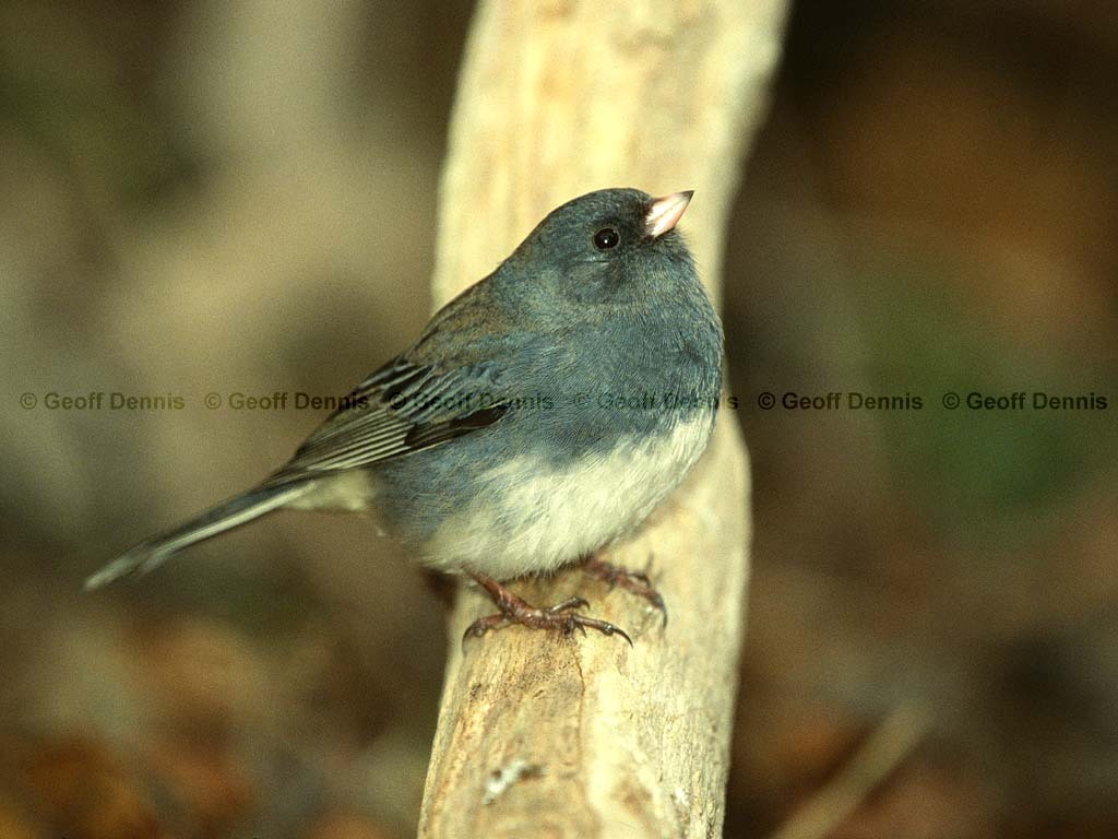 DEJU-BC_Dark-eyed-Junco