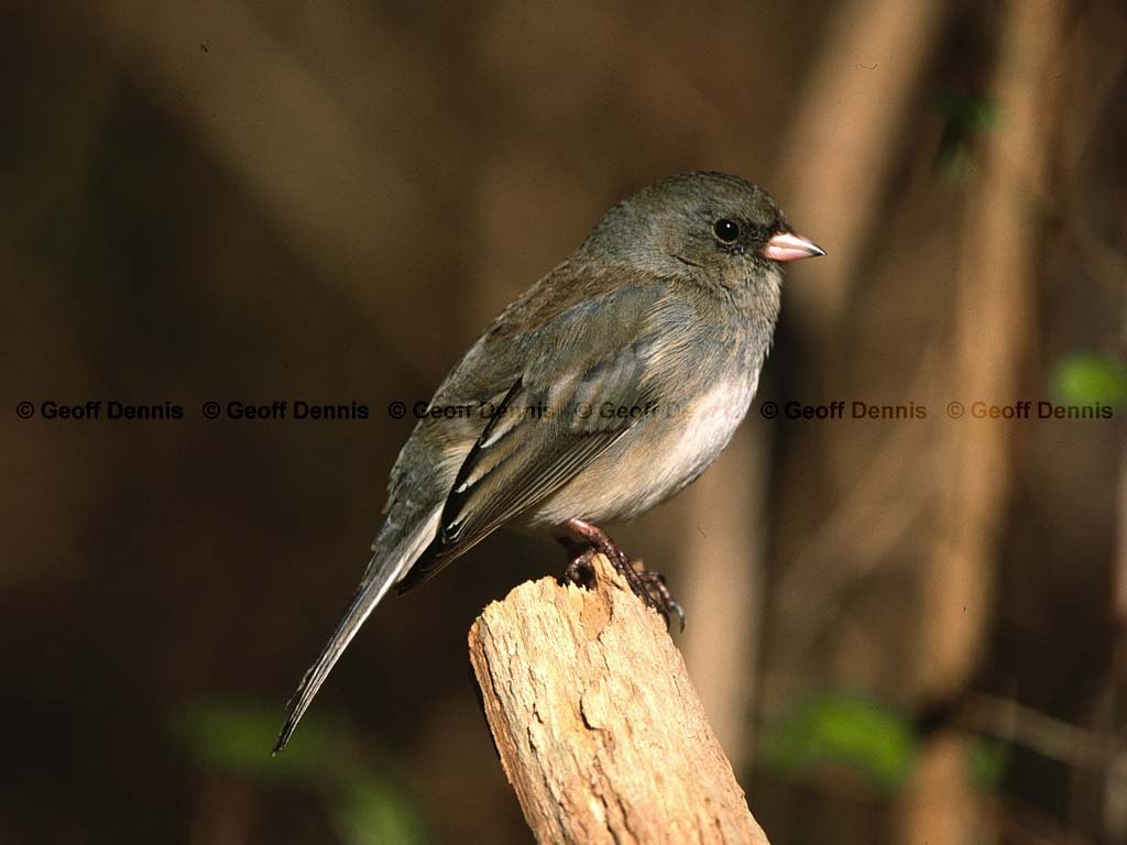 DEJU-BD_Dark-eyed-Junco