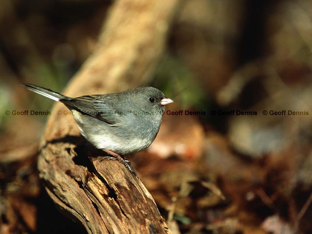 DEJU-BE_Dark-eyed-Junco