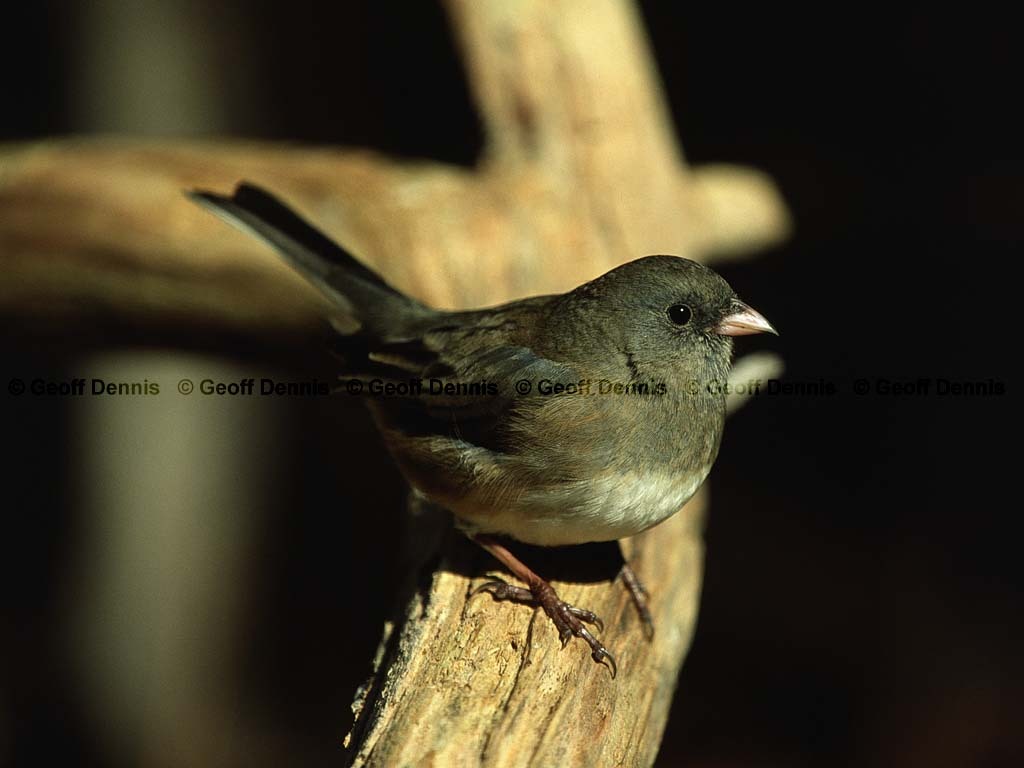 DEJU-BF_Dark-eyed-Junco