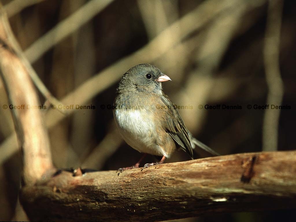 DEJU-BG_Dark-eyed-Junco