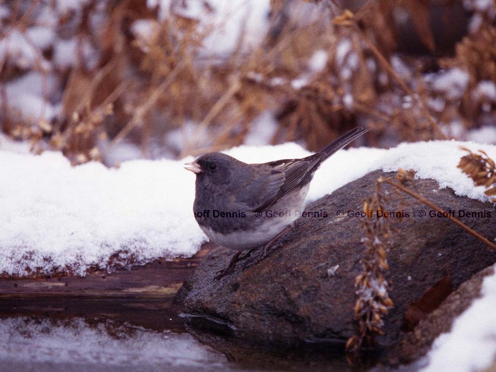 DEJU-BI_Dark-eyed-Junco