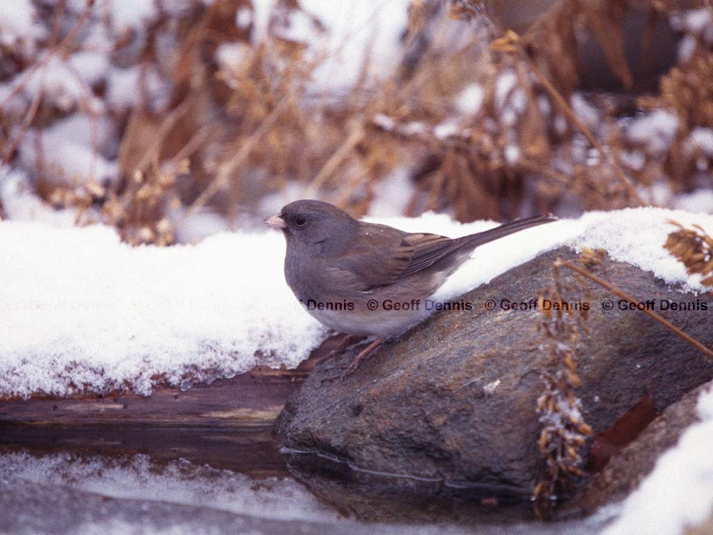 DEJU-BJ_Dark-eyed-Junco