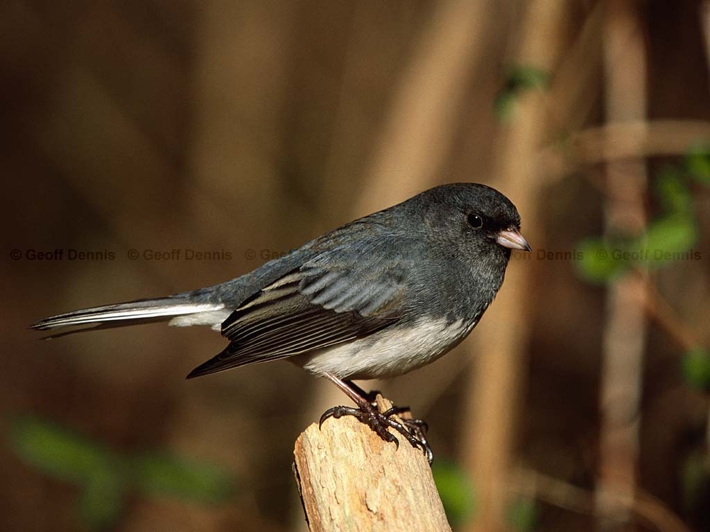 DEJU-BK_Dark-eyed-Junco