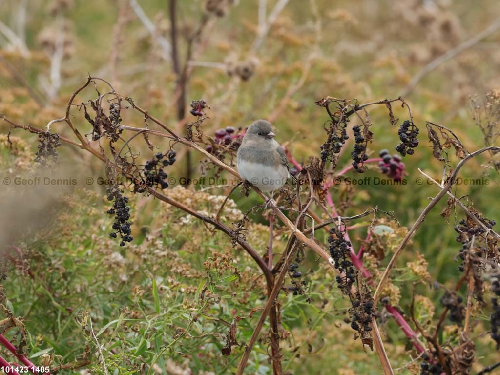 DEJU-BL_Dark-eyed-Junco