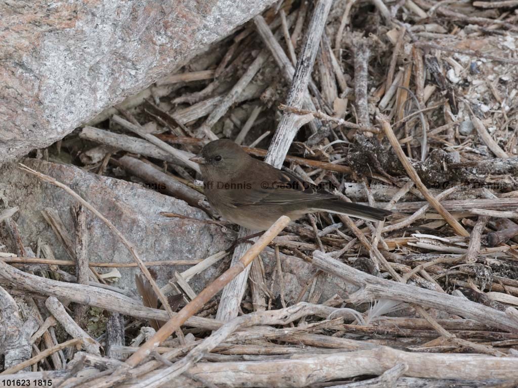 DEJU-BN_Dark-eyed-Junco