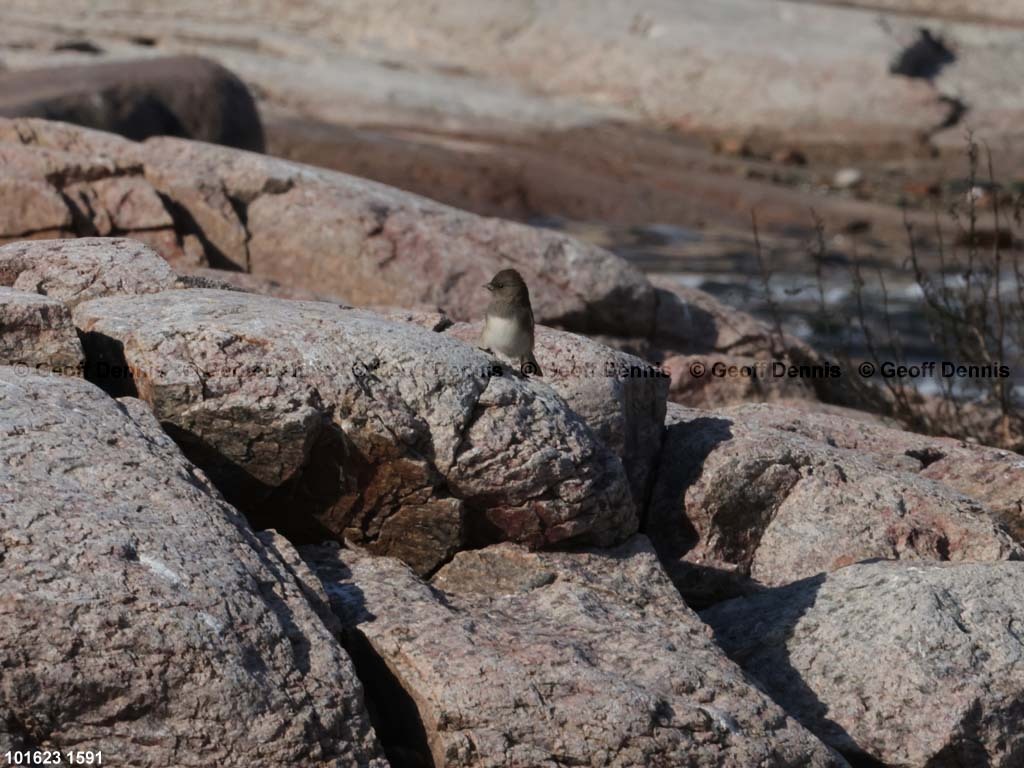 DEJU-BO_Dark-eyed-Junco
