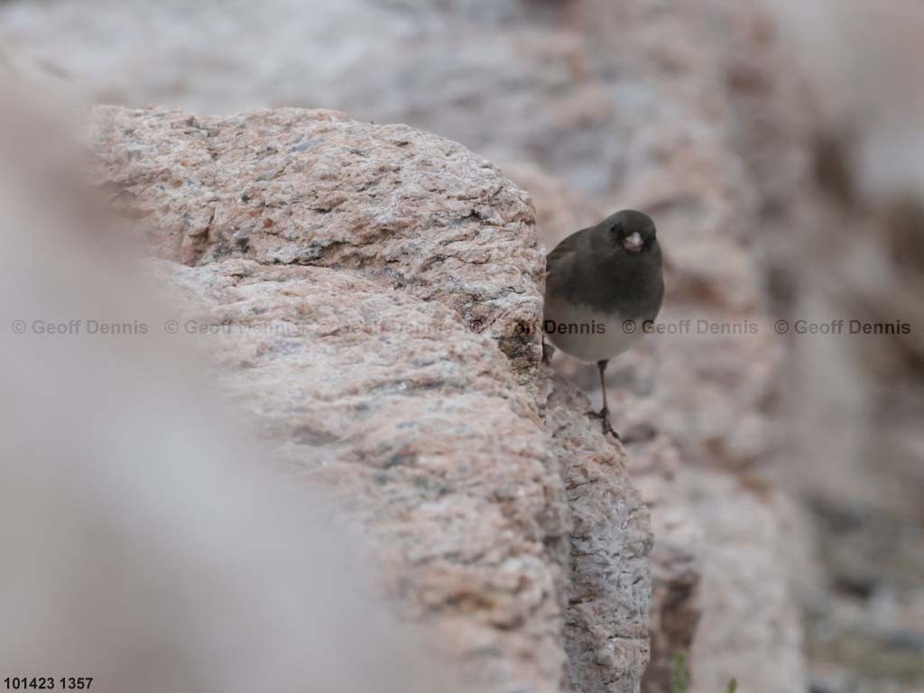 DEJU-BP_Dark-eyed-Junco