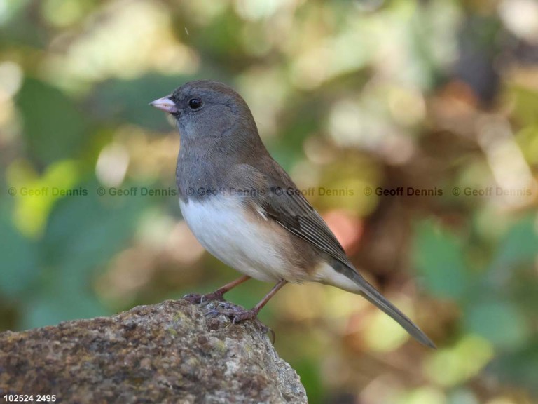 DEJU-BQ_Dark-eyed-Junco