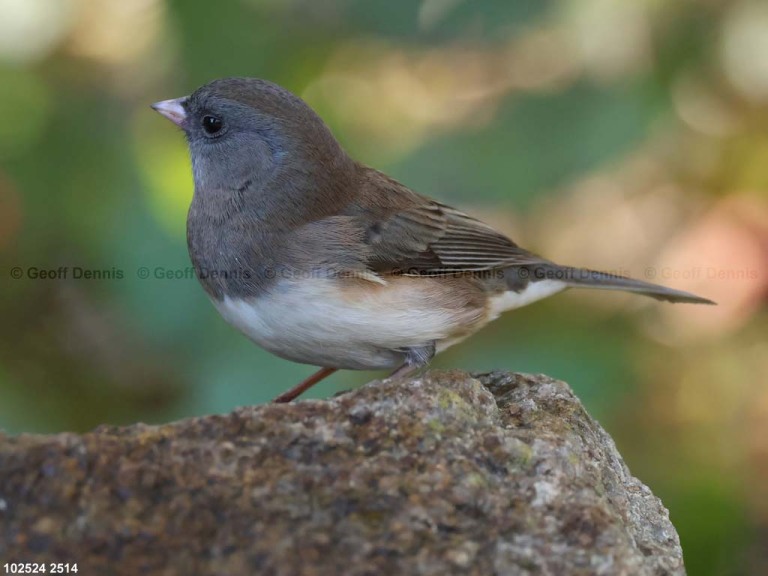 DEJU-BR_Dark-eyed-Junco