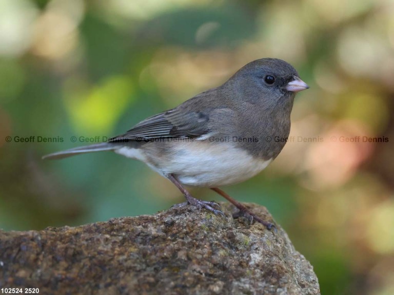 DEJU-BS_Dark-eyed-Junco