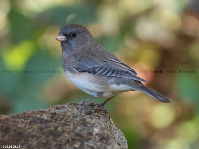 DEJU-BT_Dark-eyed-Junco