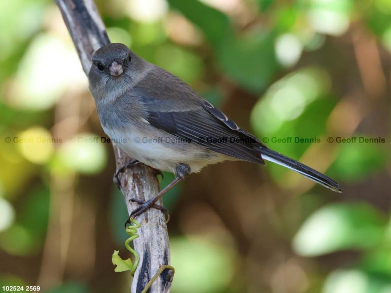 DEJU-BU_Dark-eyed-Junco