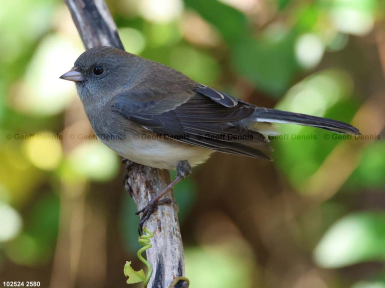 DEJU-BV_Dark-eyed-Junco